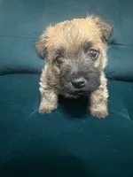 Male , a male Cairn Terrier for sale in Sterling City, TX – 3 of 4