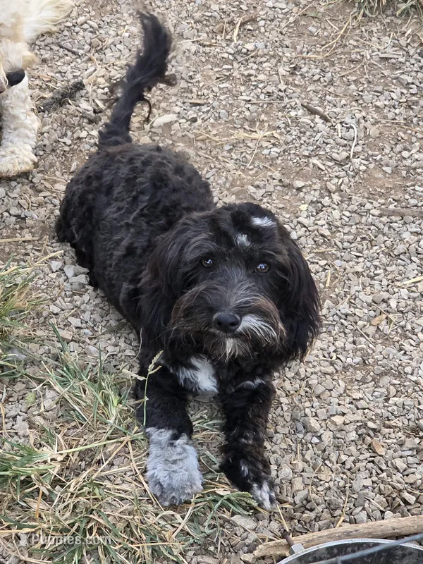 Stella – Cocker Spaniel, Poodle - Toy  puppy for sale in Russellville, KY
