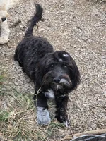 Stella, a female Cockapoo and Cocker Spaniel for sale in Russellville, KY – 1 of 9
