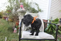 Onyx, a female Cockapoo and Cocker Spaniel for sale in Russellville, KY – 4 of 6