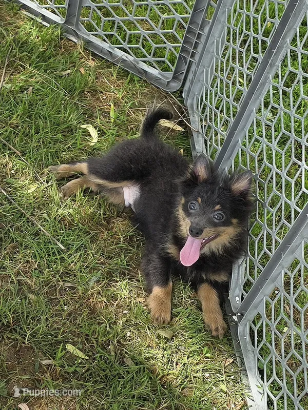 Willie – Pomeranian puppy for sale in Russellville, KY