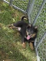 Blue boy, a male Pomeranian for sale in Russellville, KY – 4 of 6