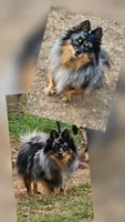 Blue boy, a male Pomeranian for sale in Russellville, KY – 6 of 6