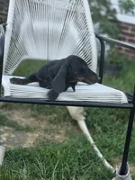 Biggie Smalls, a male Miniature Dachshund for sale in Russellville, KY – 3 of 5