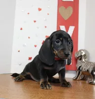 Oscar Myer, a male Miniature Dachshund for sale in Russellville, KY – 5 of 8
