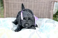 Onyx, a female Cockapoo and Poodle - Toy  for sale in Russellville, KY – 2 of 7