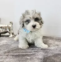 Elvis blue eyes, a male Maltipoo and Maltese for sale in Russellville, KY – Photo 1 of 5