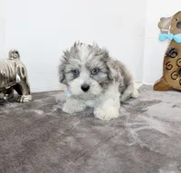 Elvis blue eyes, a male Maltipoo and Maltese for sale in Russellville, KY – Photo 3 of 5