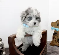 Elvis blue eyes, a male Maltipoo and Maltese for sale in Russellville, KY – Photo 2 of 5