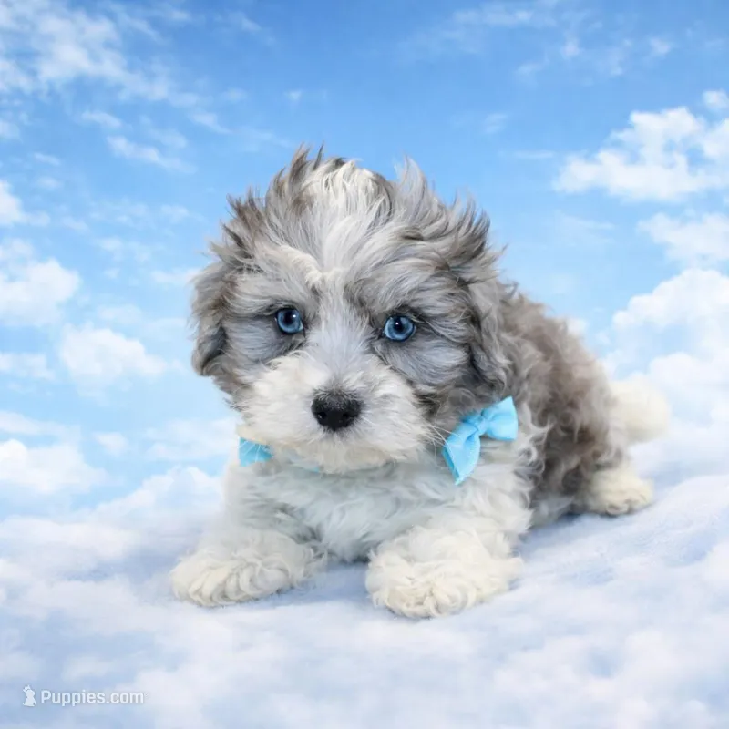 Elvis blue eyes – Maltipoo, Maltese puppy for sale in Russellville, KY