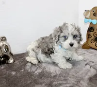 Elvis blue eyes, a male Maltipoo and Maltese for sale in Russellville, KY – Photo 4 of 5