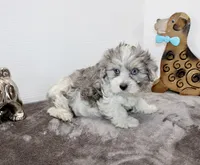 Elvis blue eyes, a male Maltipoo and Maltese for sale in Russellville, KY – Photo 5 of 5