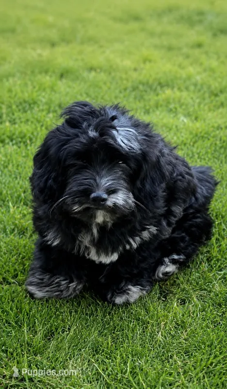 Stella – Cockapoo, Poodle - Toy  puppy for sale in Russellville, KY