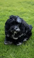 Stella, a female Cockapoo and Poodle - Toy  for sale in Russellville, KY – 1 of 3