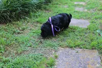 Onyx, a female Cockapoo and Poodle - Toy  for sale in Russellville, KY – 3 of 7
