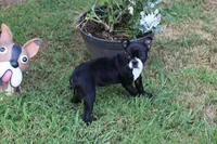 Bossy, a female Boston Terrier for sale in Russellville, KY – 7 of 8