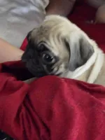 Pugtunia "Purebred", a female Pug for sale in Russellville, KY – 5 of 6
