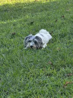 Buddy (blue Merle parti), a male Maltipoo and Maltese for sale in Russellville, KY – 6 of 10