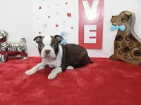 Bobby, a male Boston Terrier for sale in Russellville, KY – Photo 4 of 6