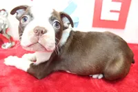 Bobby, a male Boston Terrier for sale in Russellville, KY – Photo 5 of 6