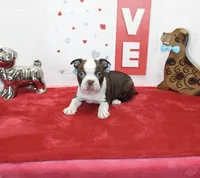 Bobby, a male Boston Terrier for sale in Russellville, KY – Photo 3 of 6