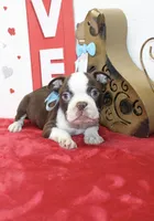 Bobby, a male Boston Terrier for sale in Russellville, KY – Photo 1 of 6