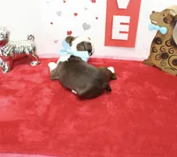 Bobby, a male Boston Terrier for sale in Russellville, KY – Photo 2 of 6