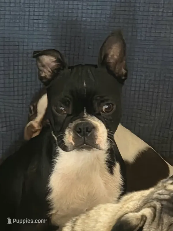 Bossy – Boston Terrier puppy for sale in Russellville, KY