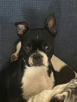 Bossy, a female Boston Terrier for sale in Russellville, KY – 1 of 5