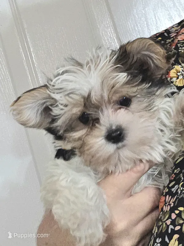 Honey (toy size) – Yorkshire Terrier, Morkie puppy for sale in Russellville, KY
