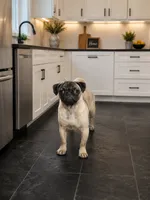 PEANUT small pug, a female Pug for sale in Russellville, KY – 2 of 8