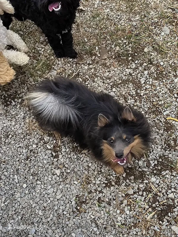Willie Blue Pomeranian – Pomeranian puppy for sale in Russellville, KY
