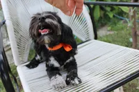 Stella, a female Cockapoo and Cocker Spaniel for sale in Russellville, KY – 6 of 9
