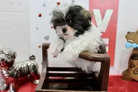 Snickers toy size, a male Shih Tzu and Yorkshire Terrier for sale in Russellville, KY – Photo 5 of 6