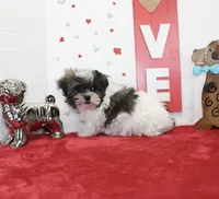 Snickers toy size, a male Shih Tzu and Yorkshire Terrier for sale in Russellville, KY – Photo 2 of 6