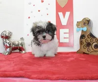 Snickers toy size, a male Shih Tzu and Yorkshire Terrier for sale in Russellville, KY – Photo 3 of 6