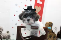 Snickers toy size, a male Shih Tzu and Shorkie for sale in Russellville, KY – Photo 4 of 5