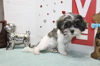 Snickers toy size, a male Shih Tzu and Shorkie for sale in Russellville, KY – Photo 3 of 5