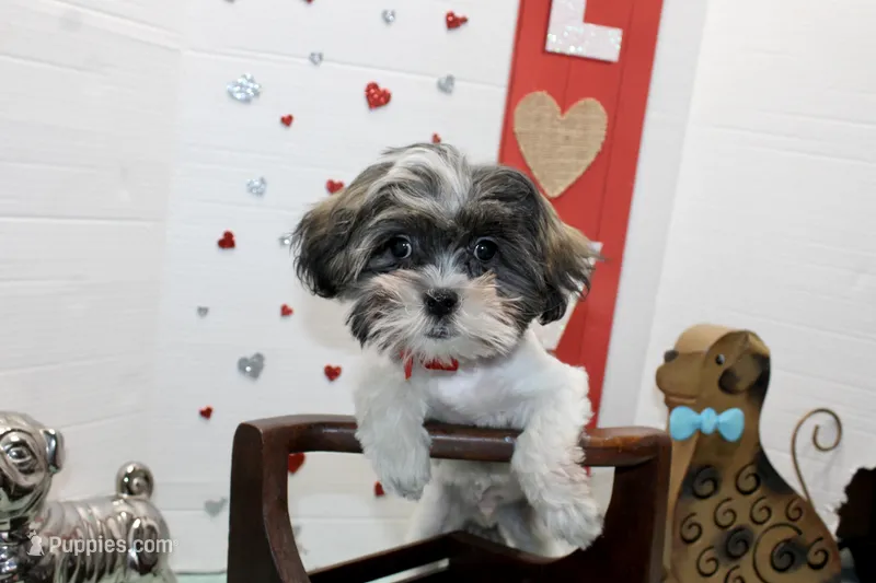 Snickers toy size, a male Shih Tzu and Shorkie for sale in Russellville, KY – Photo 1 of 5