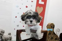 Snickers toy size, a male Shih Tzu and Shorkie for sale in Russellville, KY – Photo 1 of 5