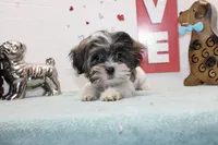 Snickers toy size, a male Shih Tzu and Shorkie for sale in Russellville, KY – Photo 2 of 5