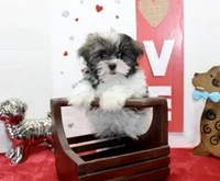 Snickers toy size, a male Shih Tzu and Yorkshire Terrier for sale in Russellville, KY – Photo 1 of 6