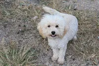 Princess fluff, a female Cockapoo and Cocker Spaniel for sale in Russellville, KY – 1 of 9