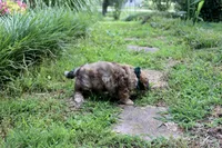 Peter Pan(chocolate merel), a male Cockapoo and Poodle - Toy  for sale in Russellville, KY – 1 of 8
