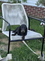 Biggie Smalls, a male Miniature Dachshund for sale in Russellville, KY – 2 of 5