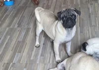 Petey, a male Pug for sale in Russellville, KY – 3 of 4