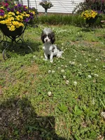 Tito, a male Poodle - Toy  for sale in Russellville, KY – 8 of 9