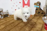 Frosty, a male Maltipoo and Maltese for sale in Russellville, KY – 6 of 6