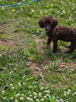 Poodandy, a male Poodle - Toy  for sale in Russellville, KY – 4 of 6