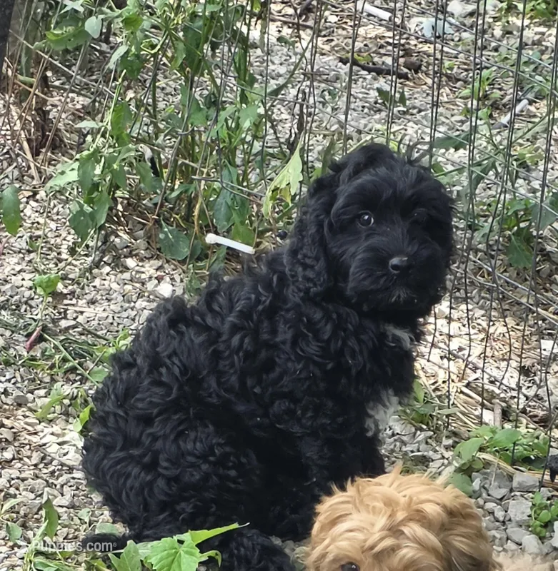 Onyx – Cockapoo, Poodle - Toy  puppy for sale in Russellville, KY
